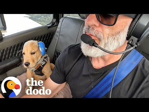 Puppy Goes on Plane Rides With His Pilot Dad and Couldn’t Be Happier #Video