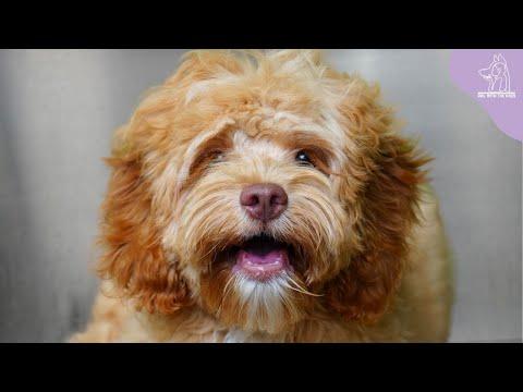 The Reality Of Working With Puppies - Girl With Dogs #Video