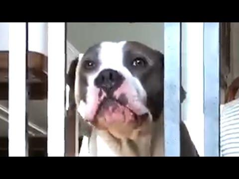 Dumped dog's bark is heartbreaking #Video