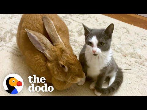 Rescued Bunny Turns Into The Best Foster Mom #Video