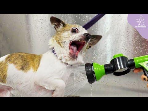 I will destroy you, your bloodline, and all of humanity - Chihuahua #Video