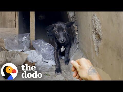 Terrified Puppy Who Wouldn't Leave Sewer For Days LOVES People Now #Video