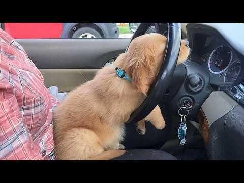 New FUNNY PUPPIES 2025 will make you LAUGH YOUR HEAD OFF #Video