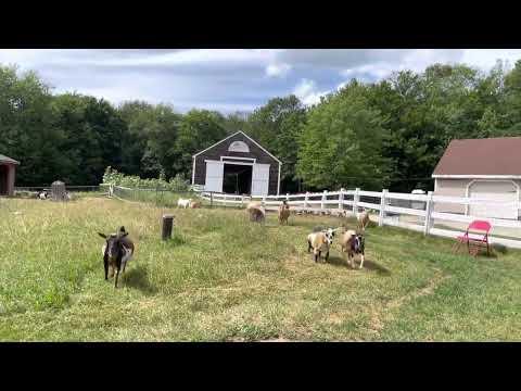 Goats (mostly) come when called. Sunflower Farm Creamery #Video