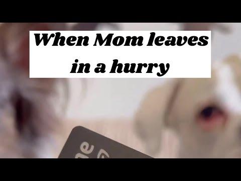 When Mom leave in a hurry - Layla The Boxer #Video