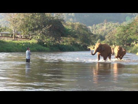 Elephants Ran To Reunion With The Favorite People Who Away For 14 Months - ElephantNews #Video