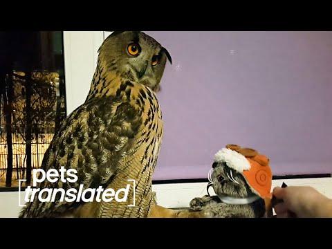 Pets Talk About Their Toys In This Pets Translated Video