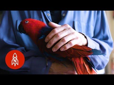The Parrot Whisperer Can Fix Your Bird Woes