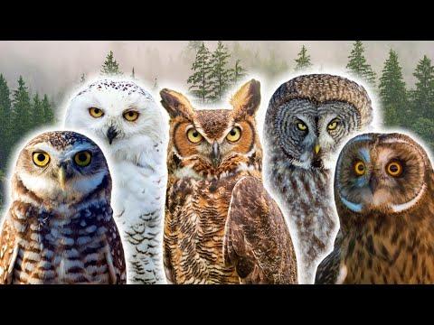 5 Fascinating Owls of North America #Video