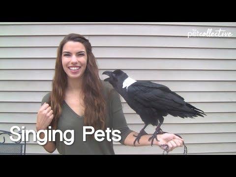 Singing Pets | The Pet Collective