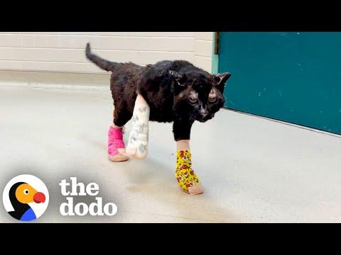 These Brave Kittens Survived The LA Fires #Video