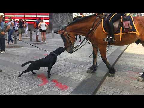 Dogs and Horses Become the Funniest and Most Loving Friends #Video