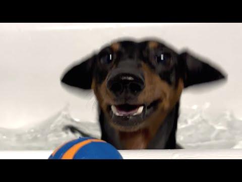 Dog suddenly gets paralyzed. Can you guess his response #Video