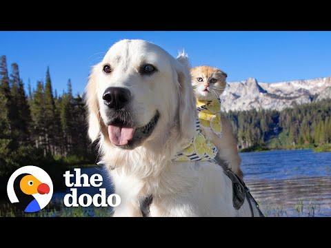 Service Dog Wasn't Playful — Until He Met His Kitten Sister #Video