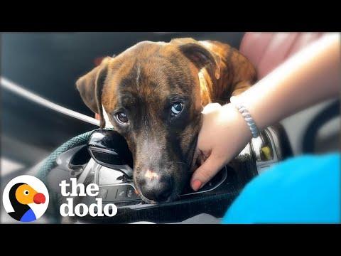 Dog Who Just Got Adopted Holds Mom's Hand The Whole Way Home #Video