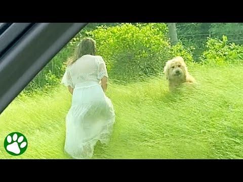 Family rescues abandoned dog on highway #Video