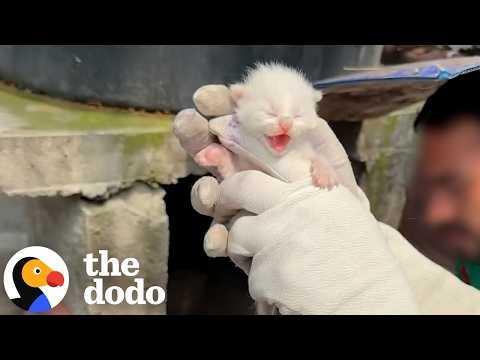 'Superhero' Scales House Walls To Rescue Newborn Kittens #Video