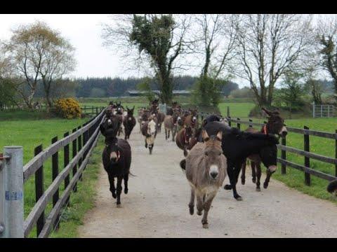 A winter run out for the donkeys at Hannigans Farm Video