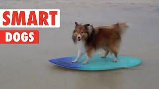 Smart Dogs | Funny Dog Compilation 2017