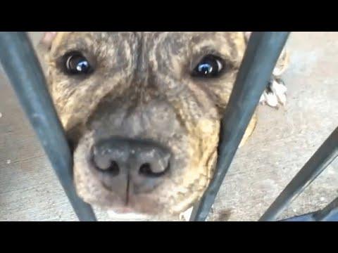 This dog was deemed worthless. One family took a chance on him. #Video
