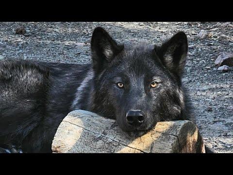 Young wolfdog's howl goes hilariously wrong #Video