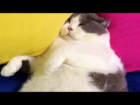 Chubby Cat has Zero Cares Video