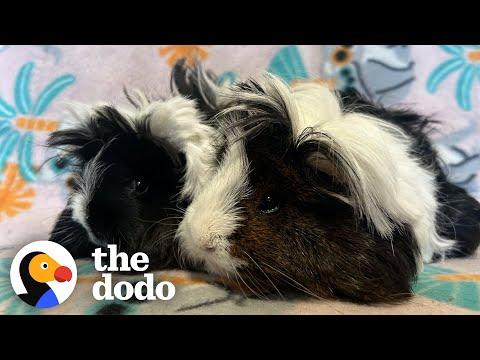 Matted Guinea Pigs Found Abandoned In Park #Video