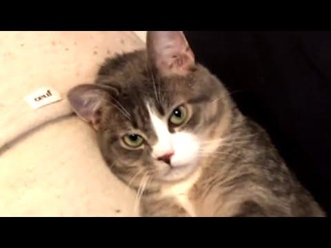 Cat with no friends gets a surprising ally #Video