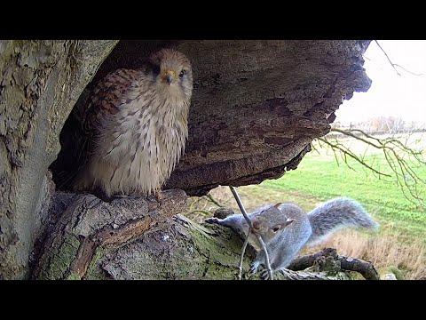 Kestrels vs Grey Squirrels | Apollo & Athena | Robert E Fuller #Video