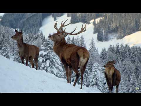 Christmas Winter Wonderland | Wildlife Documentary #Video