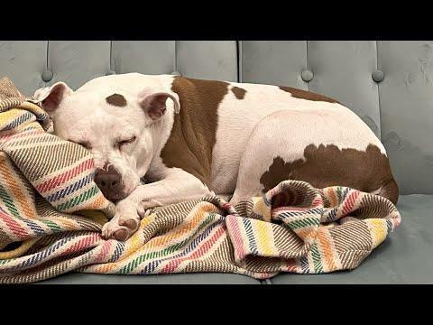 Shelter dog finally has a home after heartbreaking loss #Video