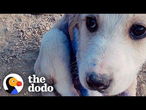 Couple Finds Tiny Puppy On A Mountain Covered In Blue Paint #Video