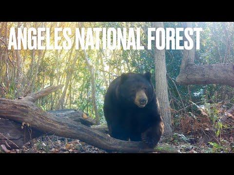 First Few Months At This New Spot In A Familiar Creek In The Angeles National Forest #Video