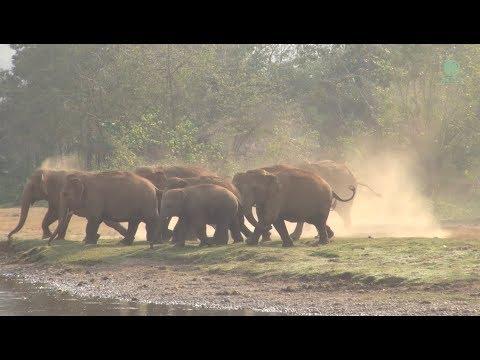 Happy and Cute Elephant Herd Videos Compilation