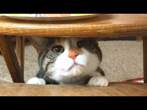 Disabled cat asks for one specific thing every day #Video