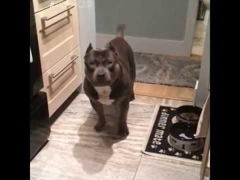 American Bully Answers Questions Yes & No Compliation