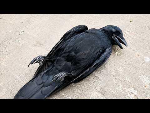 Overdramatic CROWS Acting Way Too Human | Funny Crow and Parrot Videos #Video