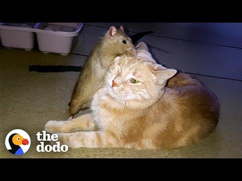 Rat And Cat Grow Up Together And Fall In Love #Video