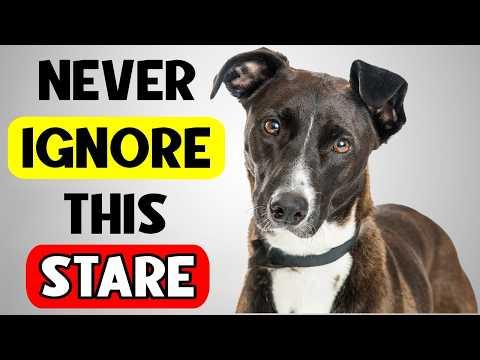 The REAL Reason Your Dog STARE at You Can be SCARY! #Video
