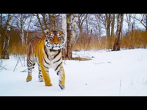 Best of Animals in the Snow | BBC Earth