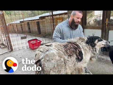 Shelter Dog Carries 14 Pounds Of Matted Fur #Video