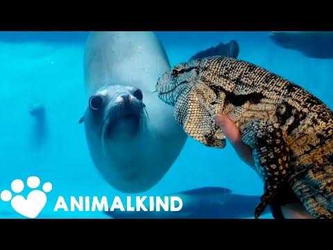Curious animals meet face-to-face in zoos, aquariums video