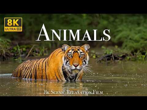 Animals 8K - Scenic Wildlife Film With Calming Music #Video