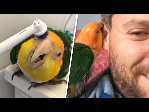 This rescued parrot is obsessed with electric toothbrushes #Video