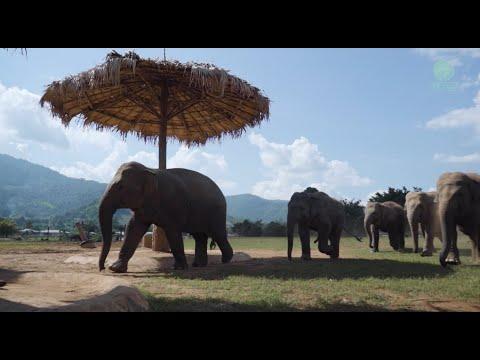 Tree Pruning A Nutritious Snack For Elephants - ElephantNews #Video