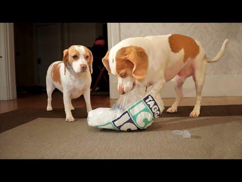 Dog Goes Crazy For Bag Of Ice: Cute Dog Maymo