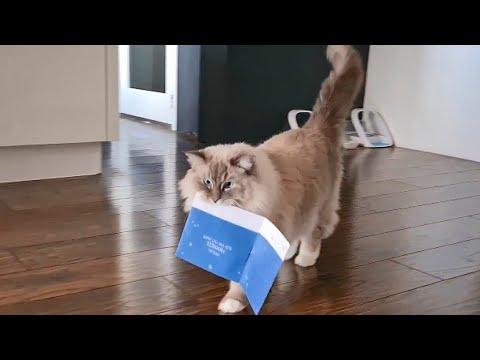 Cat Walking Around With Singing Musical Card (Funny) #Video