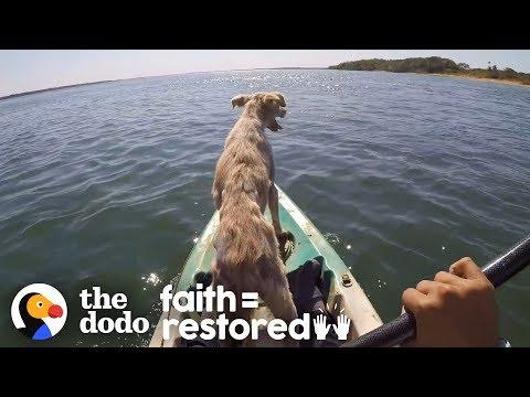Dog Abandoned On A Desert Island Rescued | The Dodo Faith=Restored