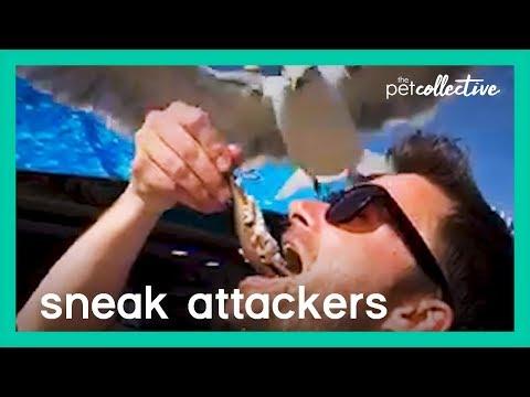 Sneak Attackers | The Pet Collective