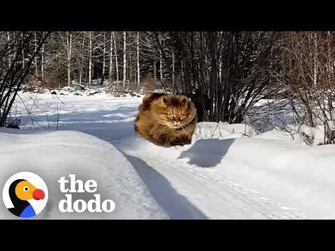 Senior Cat Races Her Dad In The Snow — And Wins Every Time #Video